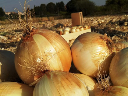 Cipolla paglina